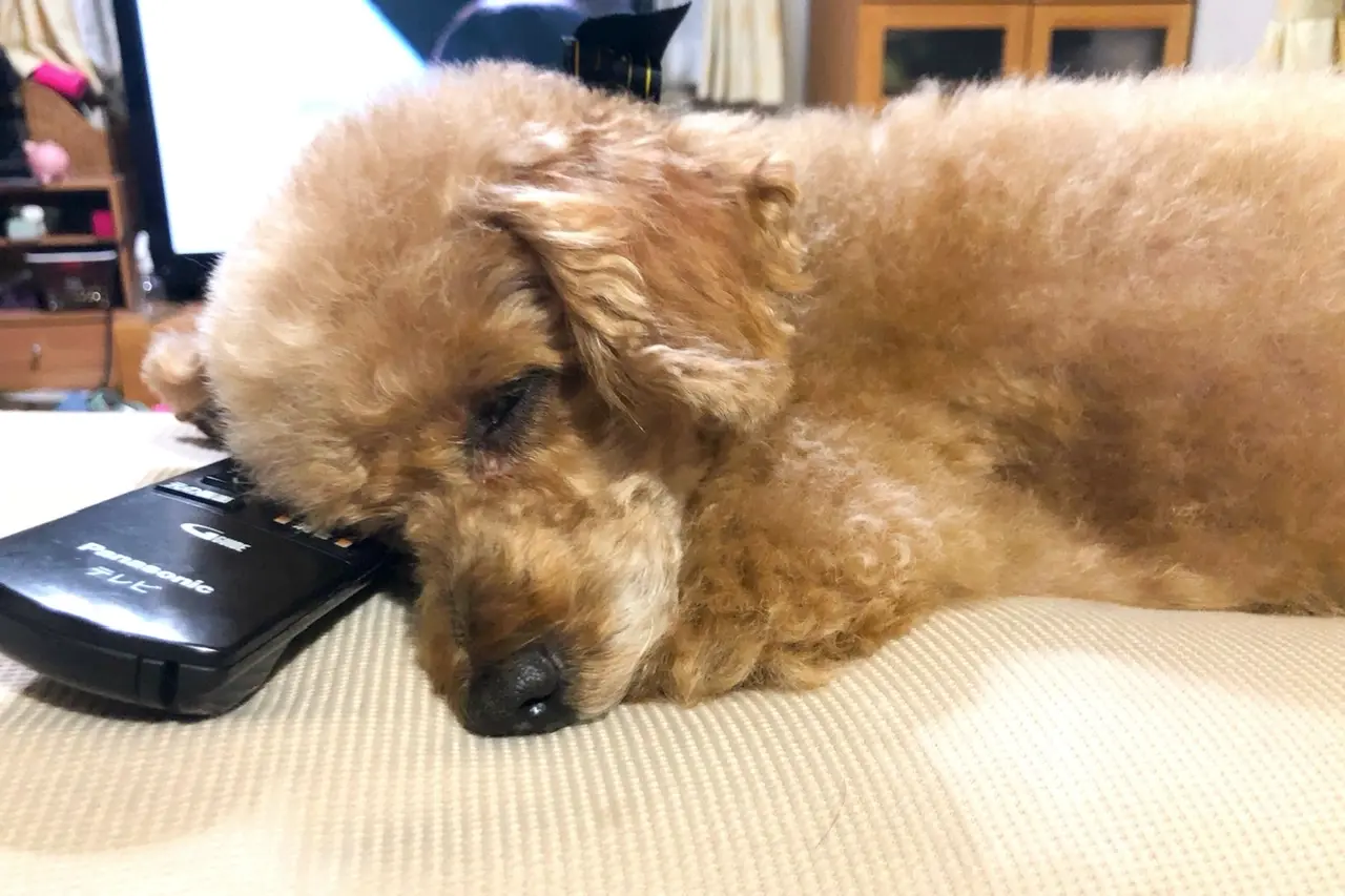 寝ているトイプードル