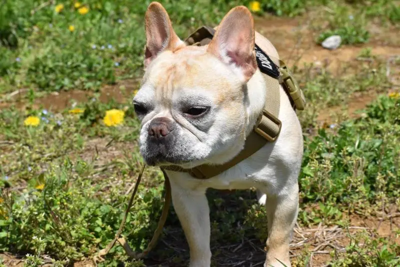 広場で遠くを見る犬・まつこ