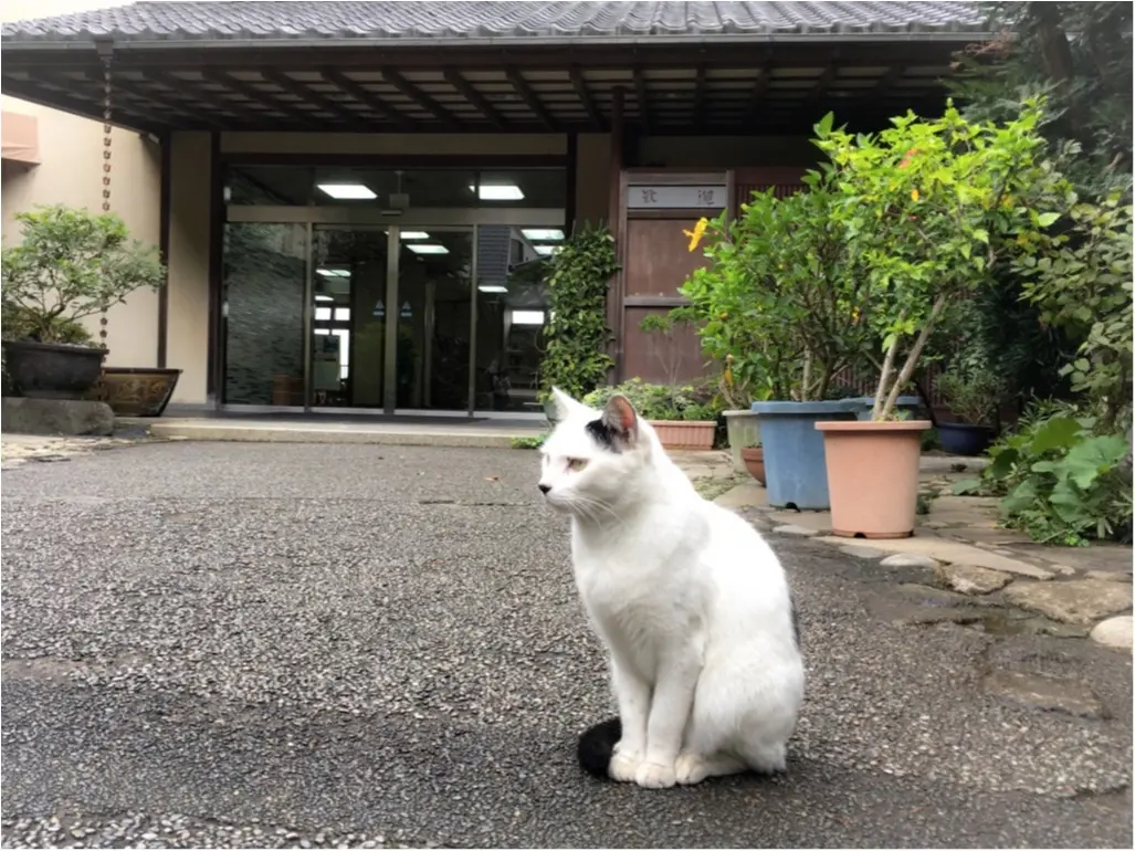 鎌倉で話題の小さなケーキショップ_7