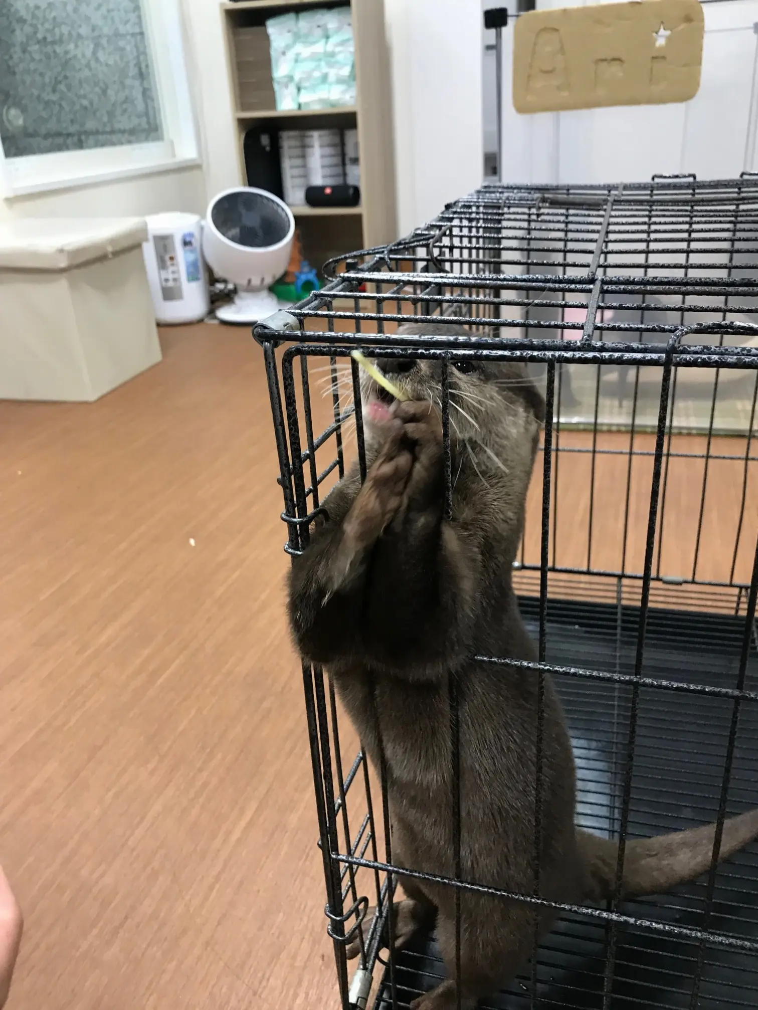 【池袋】コツメカワウソカフェに行ってきた!_7