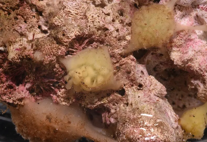 新江ノ島水族館のチョコっとした生き物展示の画像