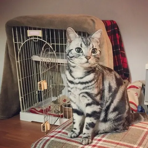 本日のにゃんこ さらんくん アメリカンショートヘア_1