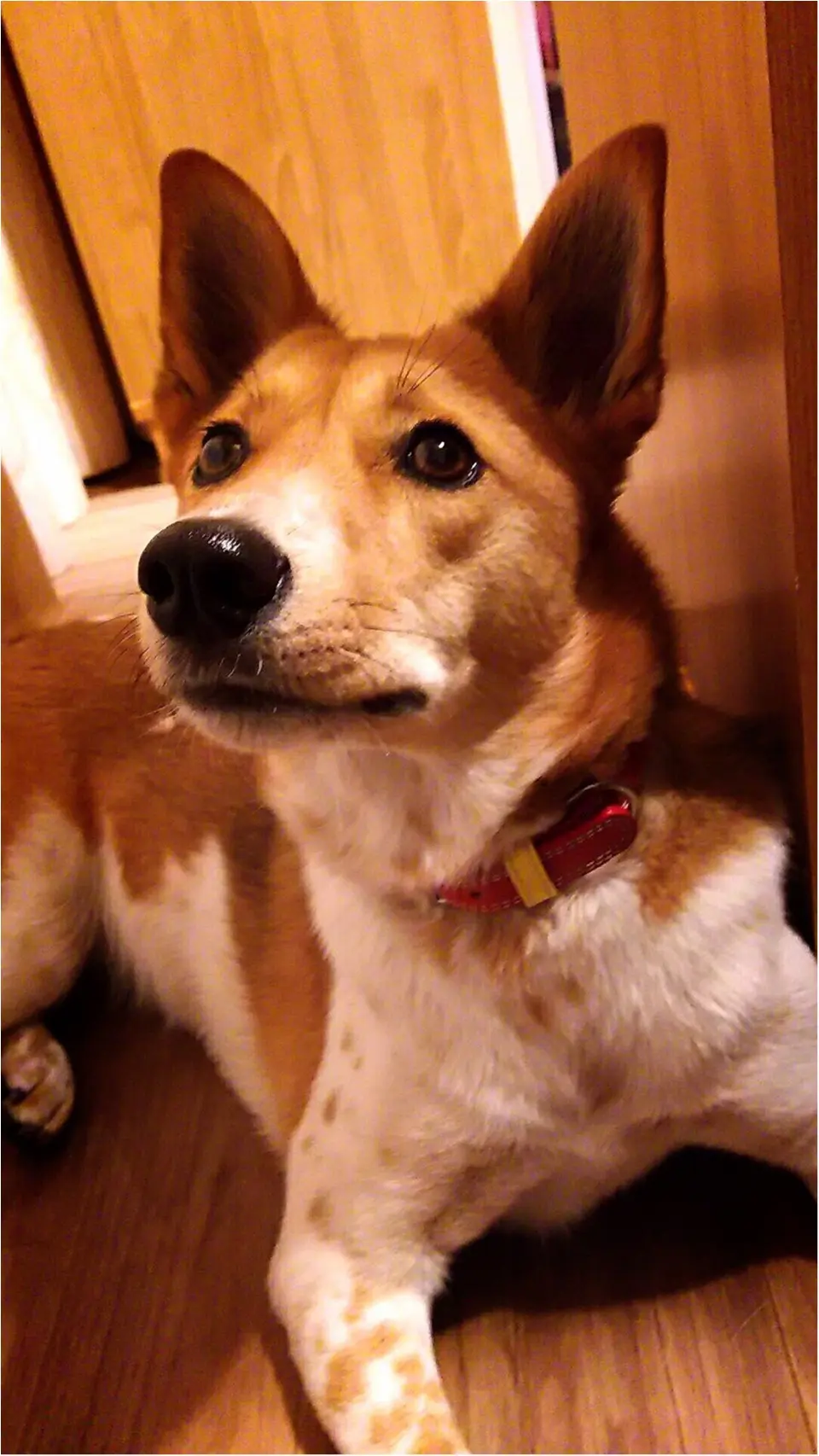 【今日のわんこ】催促しても、マテは上手♡ おやつがほしいこだまちゃん♪_1