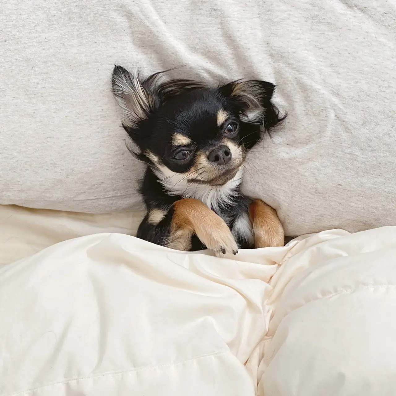 【我が家のペット】愛犬まるちゃんお誕生日を迎えました!_6