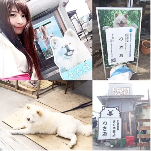 【ブサカワ犬わさお】に会える方法♡モアハピ◡̈のぞみ♡_13