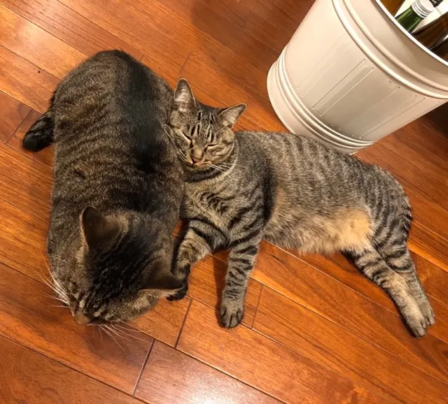 雑種猫・がんくんとサンちゃんが仲良く横たわっている様子