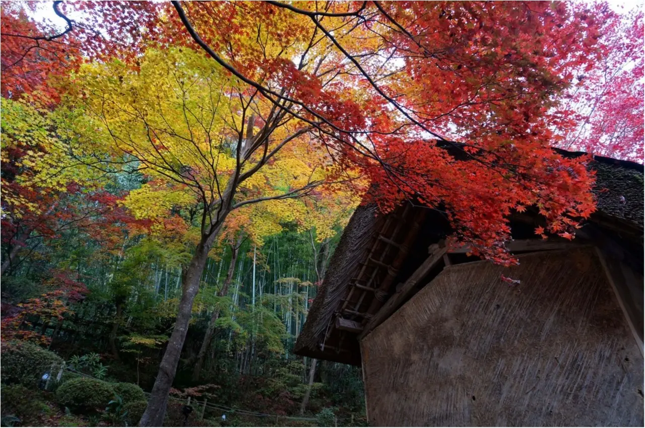 【関西おでかけ】のんびり散策できるオススメ紅葉スポット_5