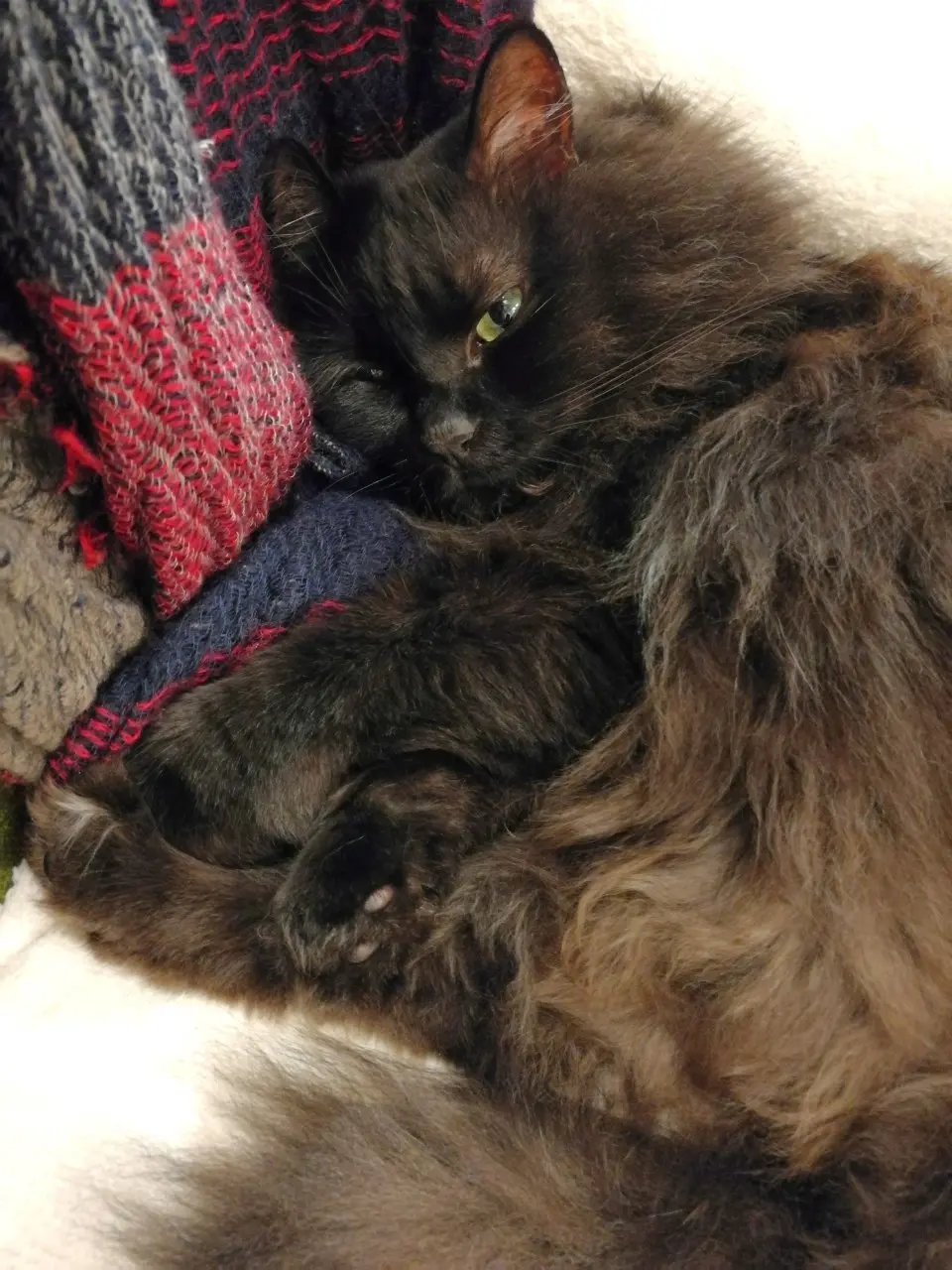 【今日のにゃんこ】飼い主の匂いに安心して眠る、ゆらちゃん_1