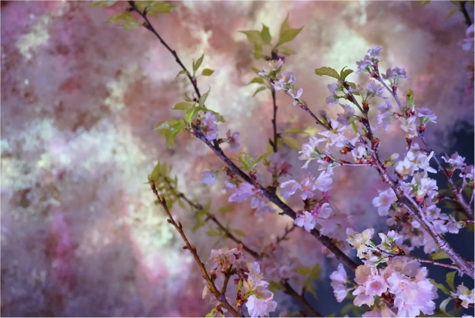 日本いち早く満開の桜を見るなら❤️【fLOWERS by Naked】に行ってきました!_15