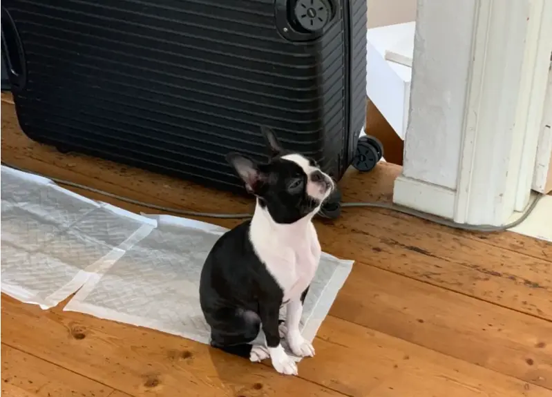 エアコンの風を感じている犬・ボストンテリアのへちまちゃん