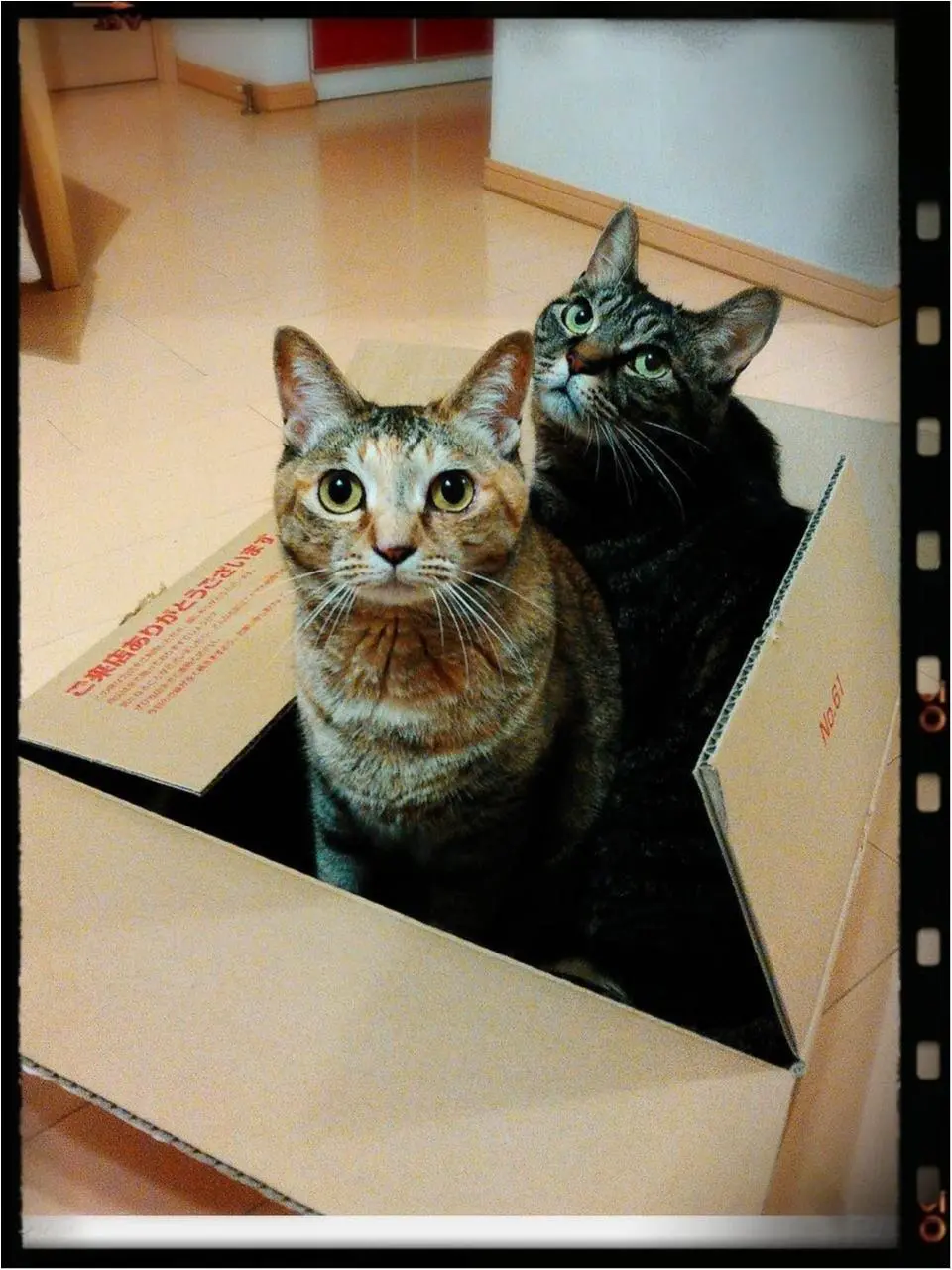 本日のにゃんこ チャチャちゃん&ネネちゃん_1