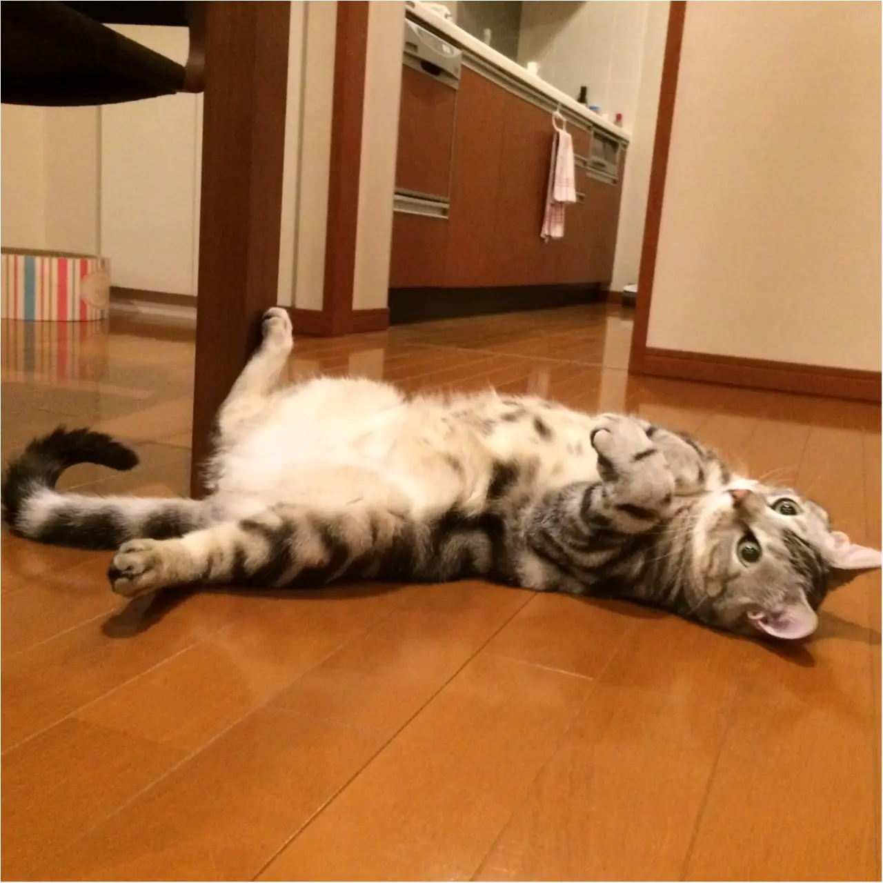 【今日のにゃんこ】なんでかにゃ? 物思いにふけるアランくん_1