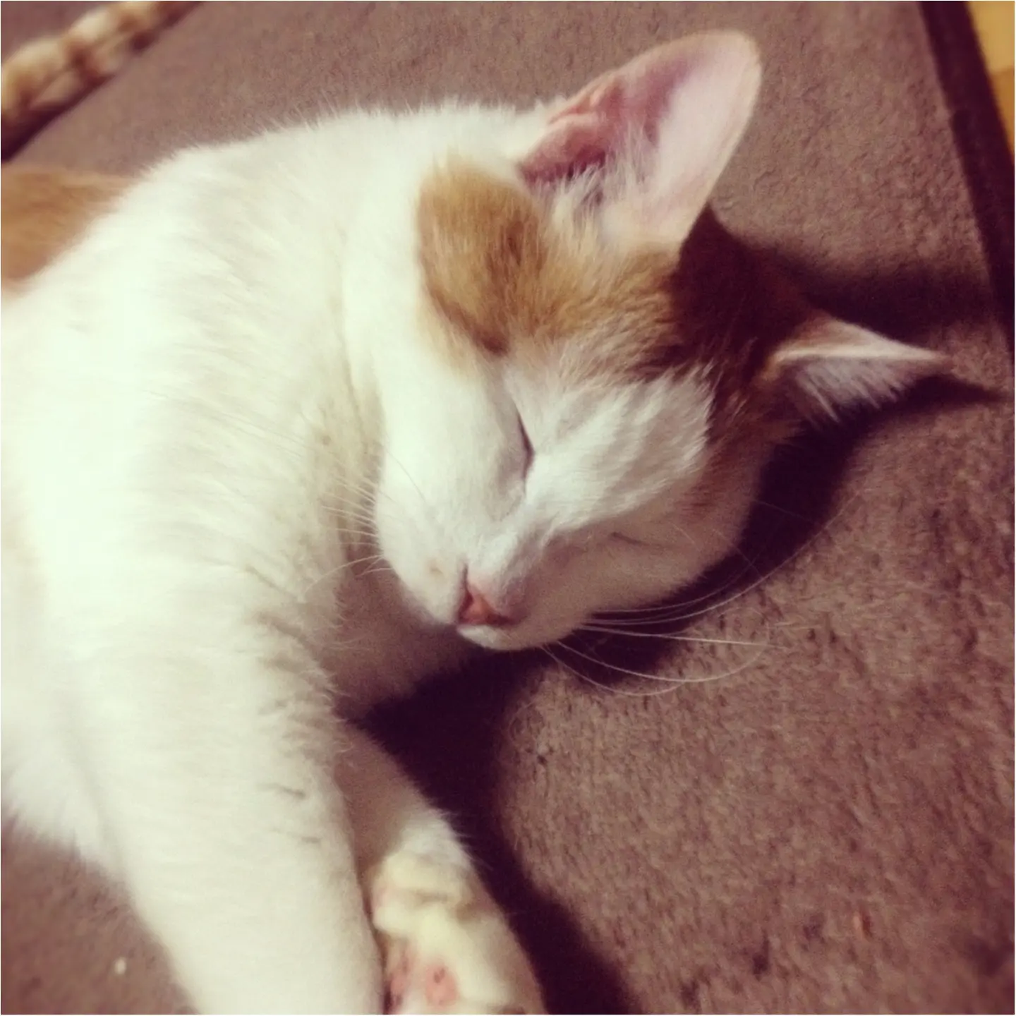 猫好き集まれっ♡ 今日のにゃんこ✳︎モアハピver♡_6