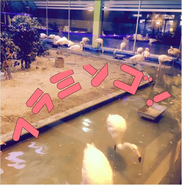 【福島の旅v1】驚愕‼︎フラミンゴが沢山いるカフェで蟹を食べるの巻。_2