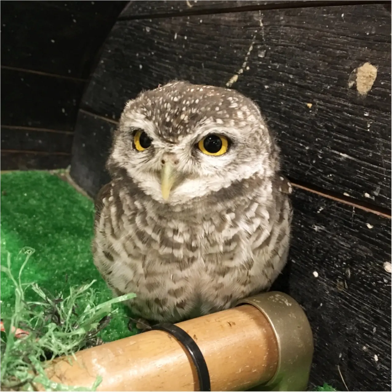 フクロウと触れ合える♡ 癒しのフクロウカフェが大人気!_5