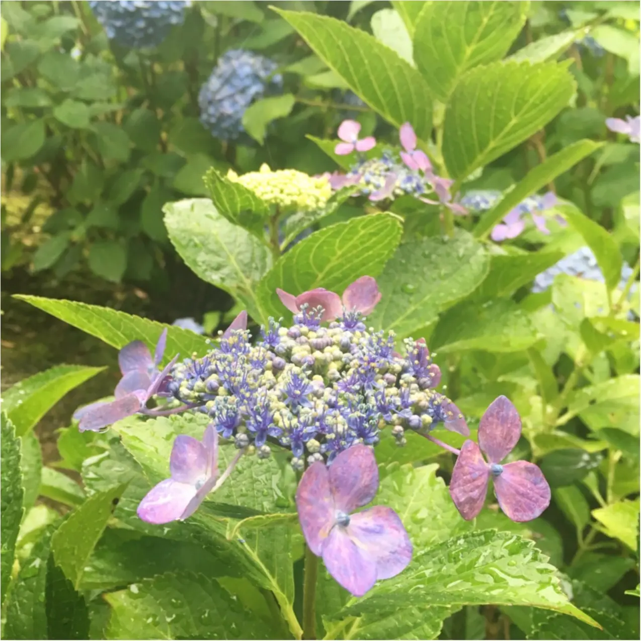 梅雨の時期に見たい♪紫陽花の名所へおでかけ…*見つけたハートの紫陽花♡_8