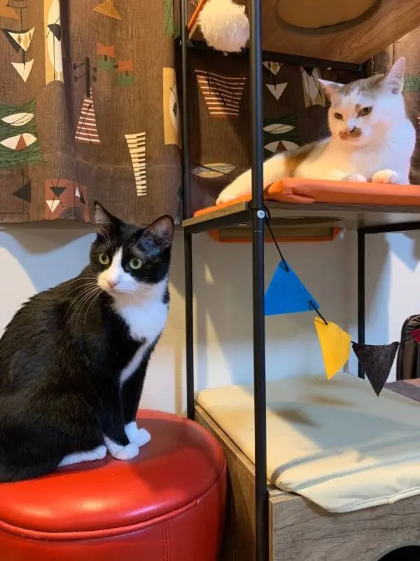 キャットタワーとその脇からテレビを眺める猫・ルウくんとラビくん