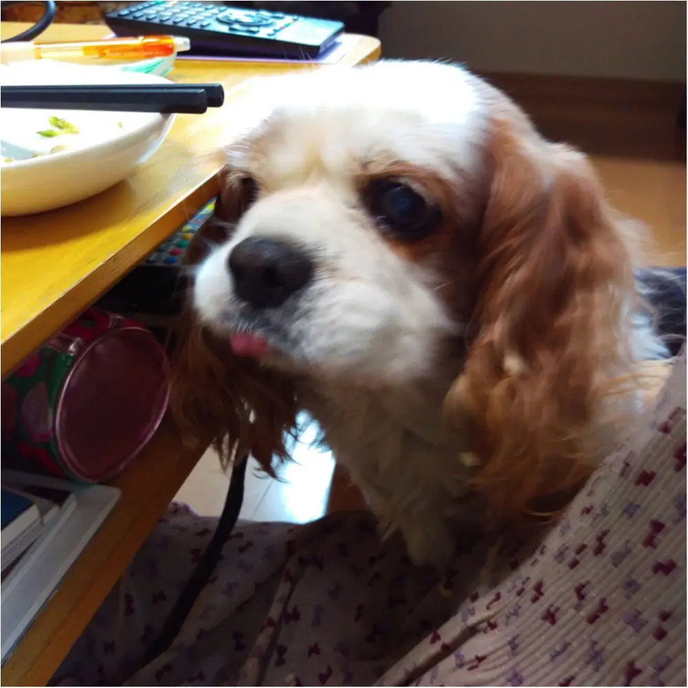 【今日のわんこ】食べたい気持ちがちろり♡ 食いしん坊なナッツくん_1