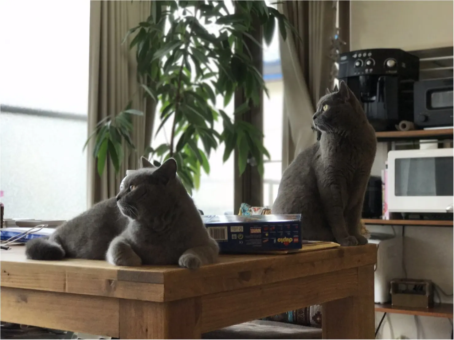 【今日のにゃんこ】ムクくんとレオくんは、仲良し兄弟_1