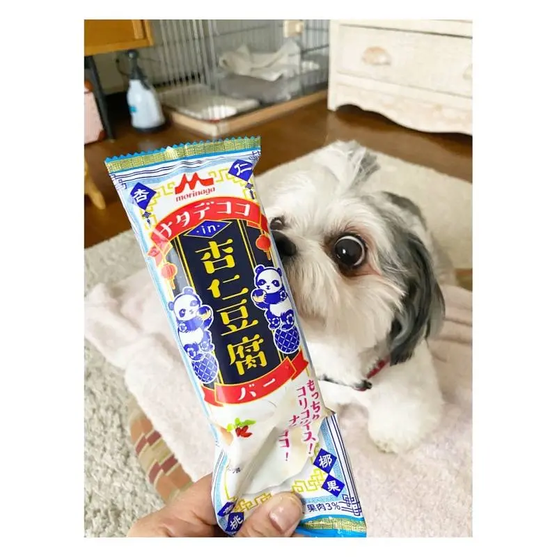 【今日のわんこ】ママがハマっているアイスに興味津々な太郎くん_1