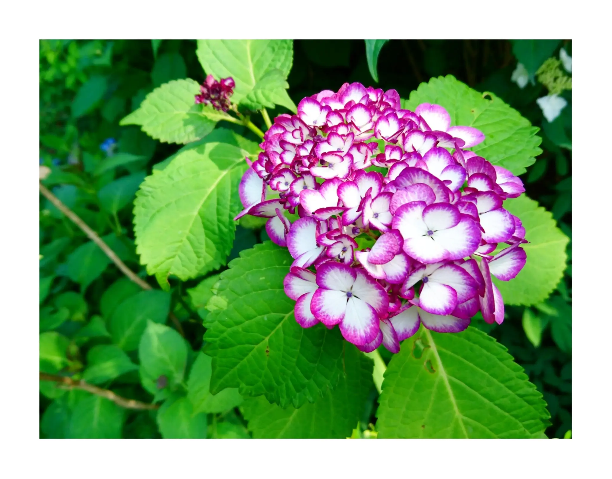 【散策】新緑が美しいこの季節は、鎌倉がおすすめ! ~ 紫陽花が見頃です ~ _1