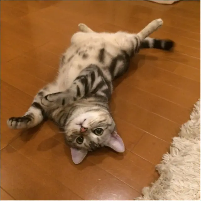【今日のにゃんこ】ママの気を引きたいアランくんが取った行動とは……!?_1
