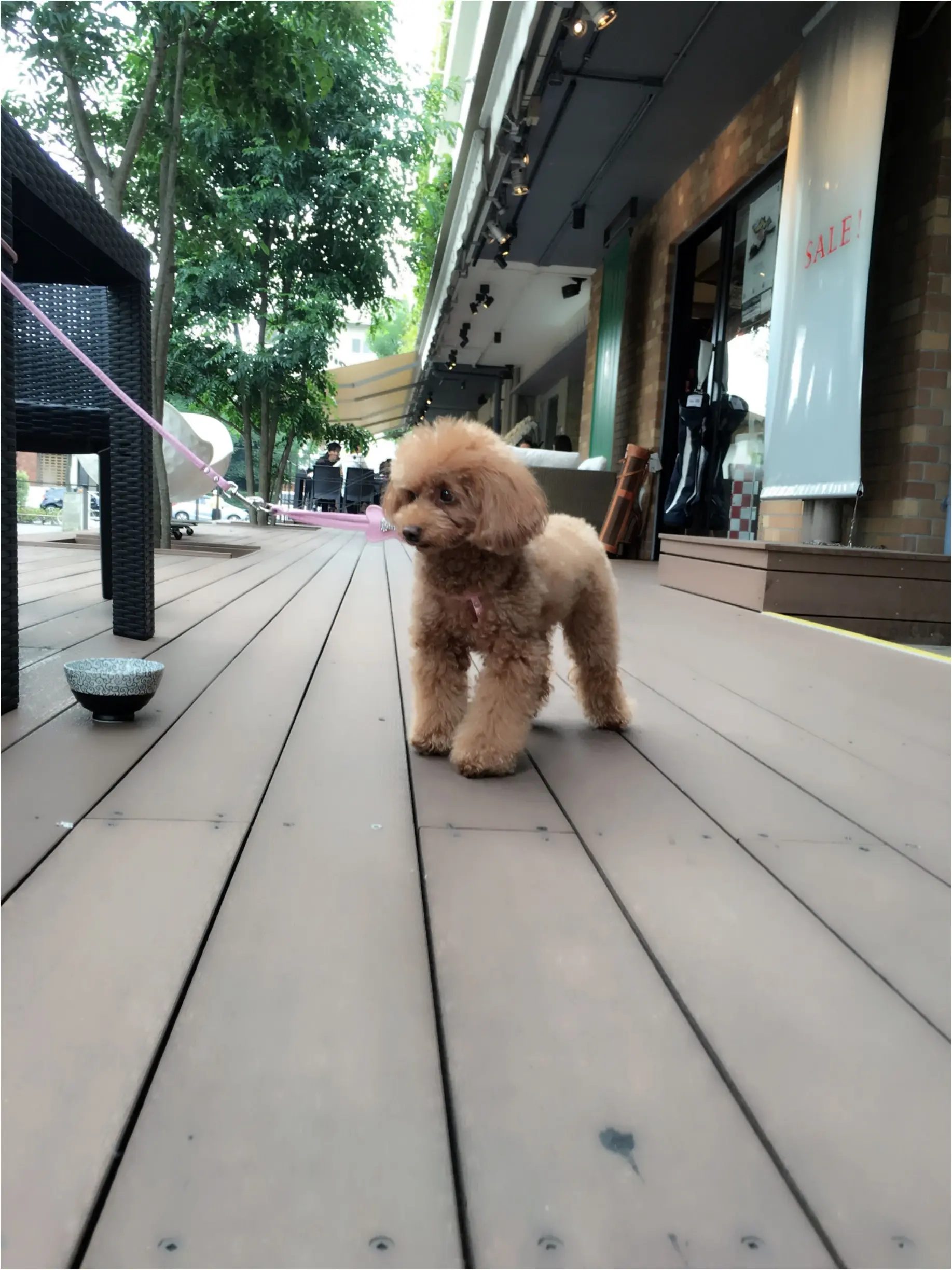 ♡代官山NEW OPEN 【鉄板焼き『貴真』】テラス席で犬同伴ok♡モアハピ◡̈のぞみ♡_11
