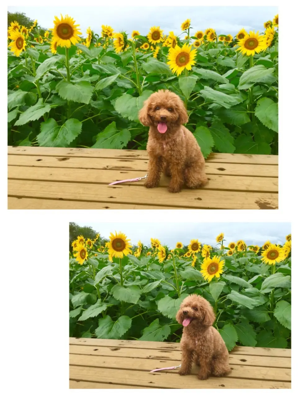 ♡【都内から1時間ちょっと】ひまわり畑見てきたよー♡モアハピ◡̈のぞみ♡_10