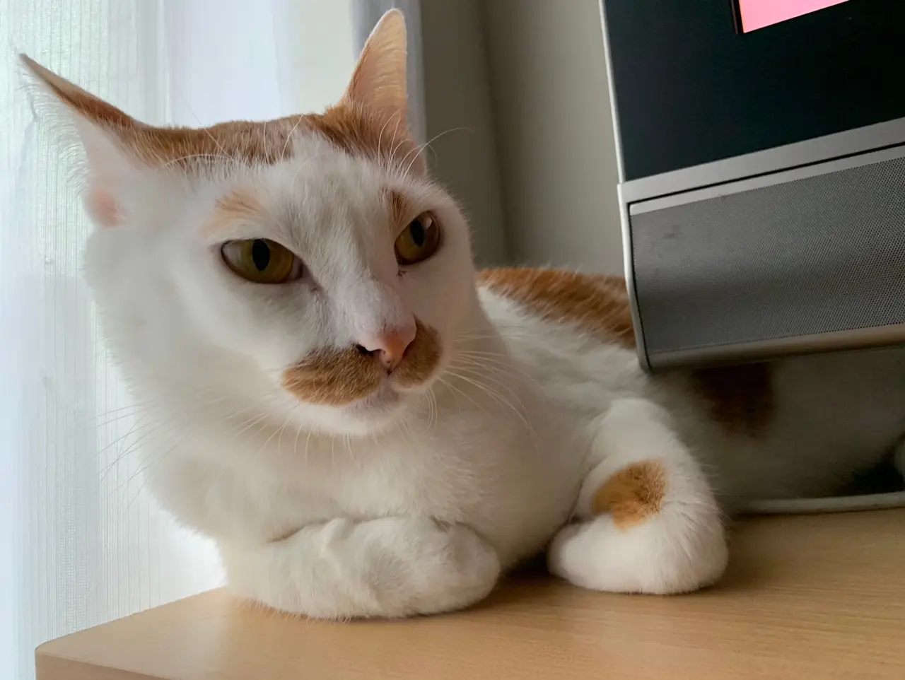 雑種猫・ラビくんがこちらを見ている写真