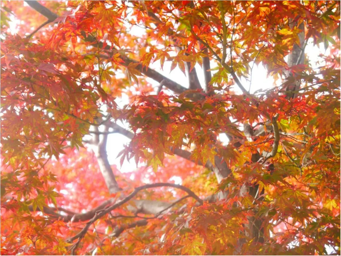 【しの散歩】世界一登山客が多い山!東京の紅葉スポットといえば、やっぱり『高尾山』がおすすめ♪_4