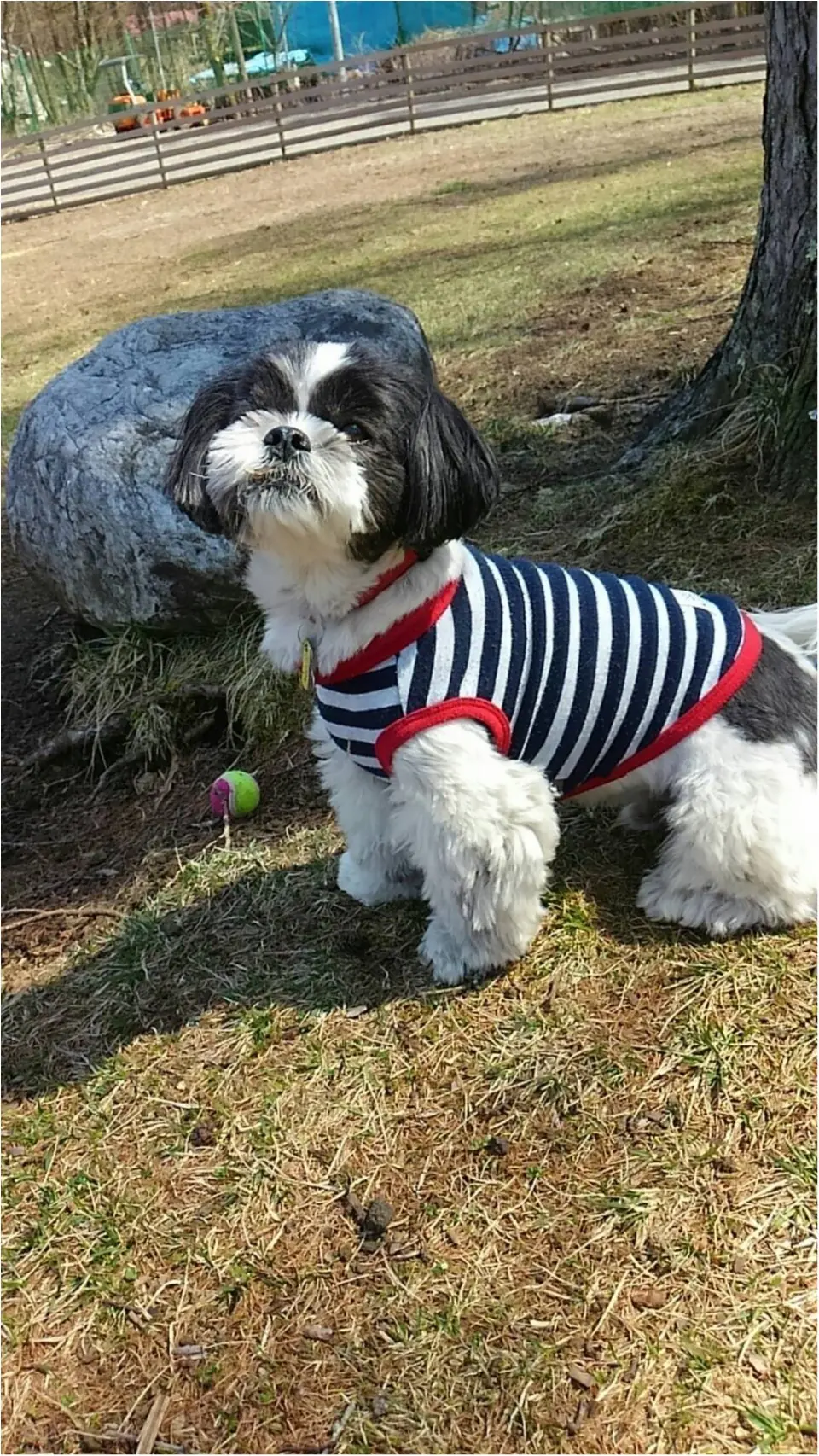 【今日のわんこ】最高のお散歩日和♡ 芝生の公園でうっとりするアイビーくん_1
