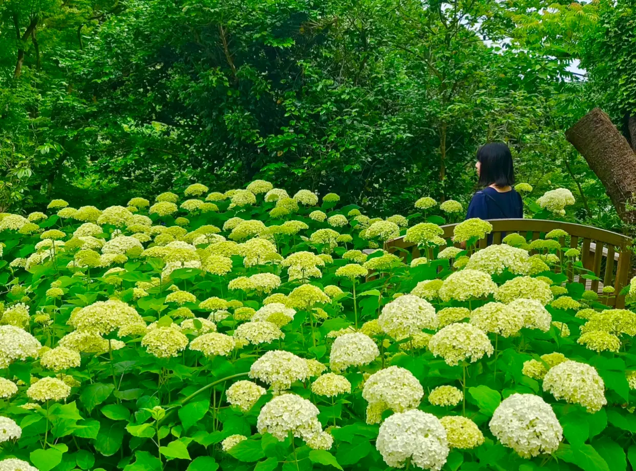 【デートにも女子旅にもおすすめ】 白いあじさい畑×静かな茶室でのティータイム _4