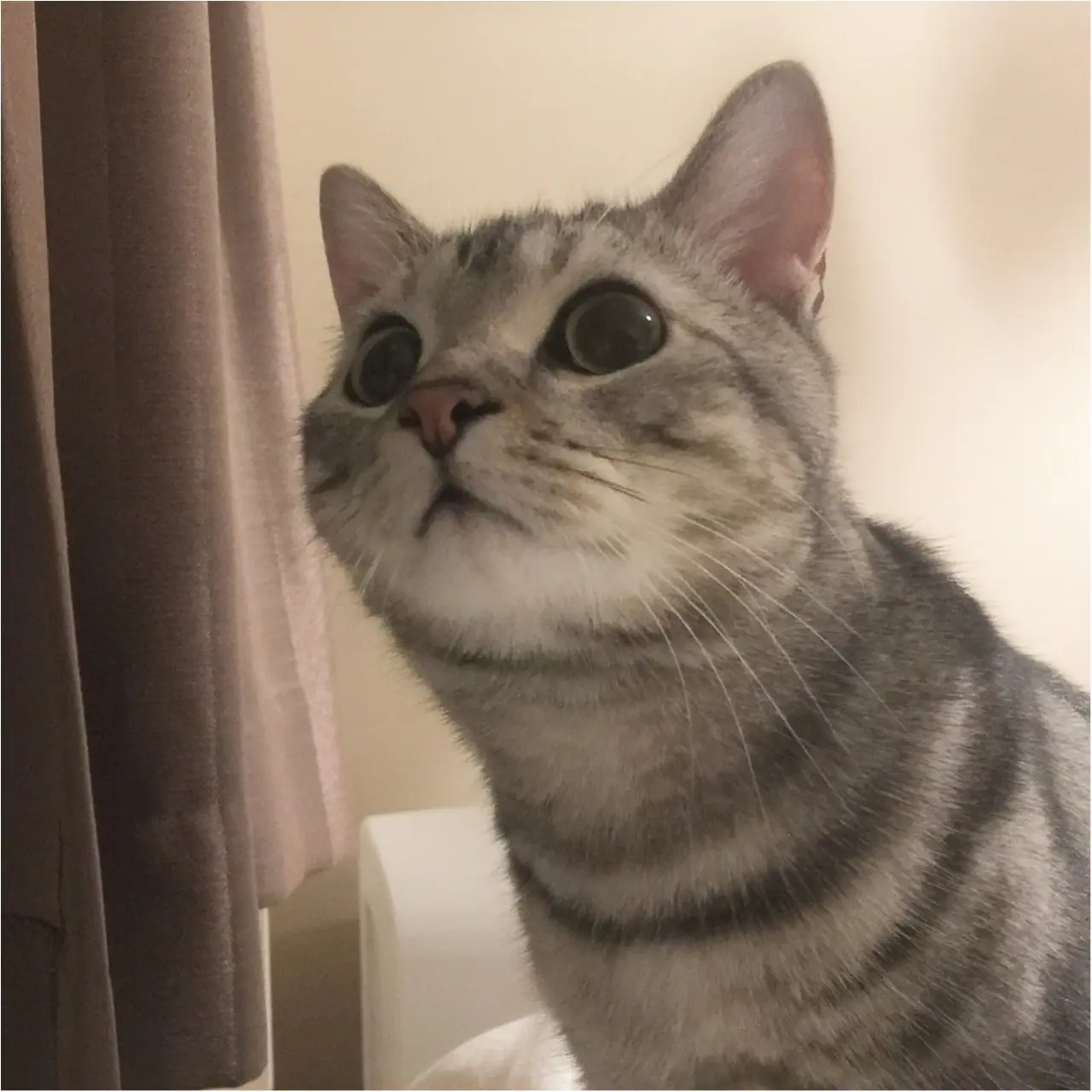 【今日のにゃんこ】何見てるの? お外が気になるアランくん_1
