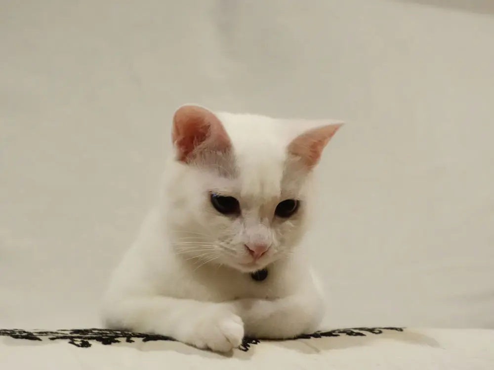 本日のにゃんこ しっぽちゃん_1