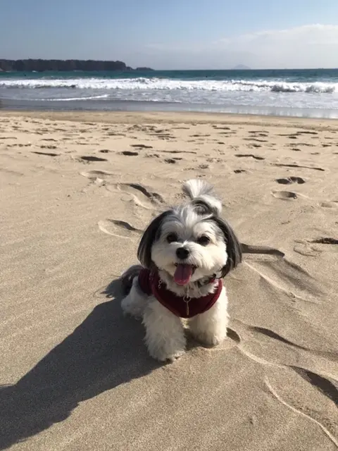 【今日のわんこ】大好きな海にきて嬉しそうな太郎くん☆_1