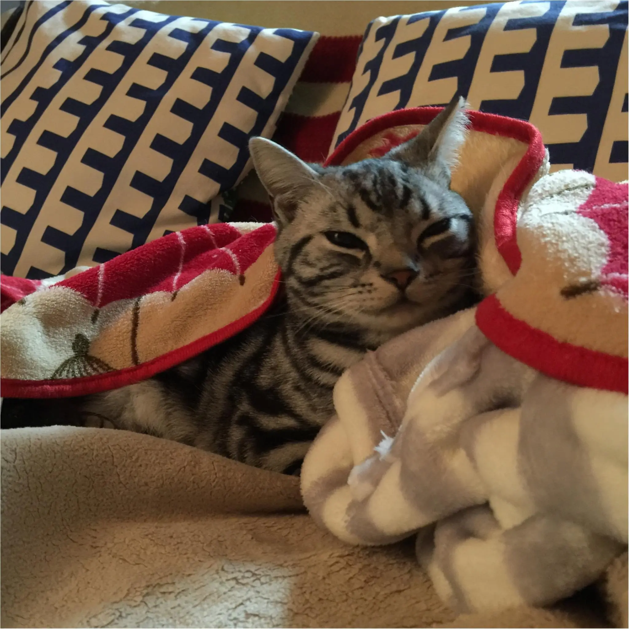 今日のにゃんこ さらんくん アメリカンショートヘア_1