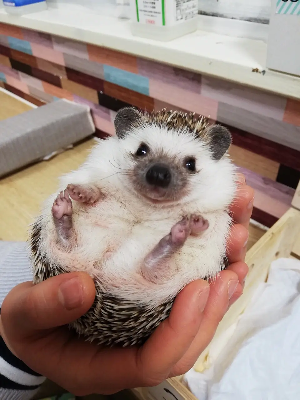 【池袋】コツメカワウソカフェに行ってきた!_6