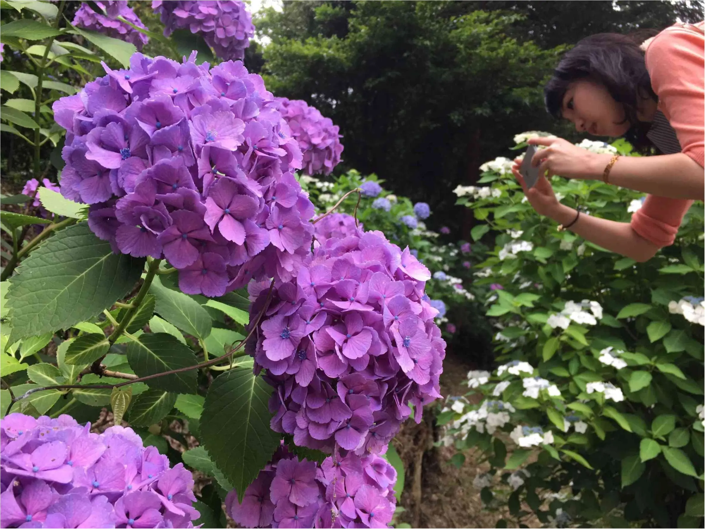 鎌倉で紫陽花探し_3
