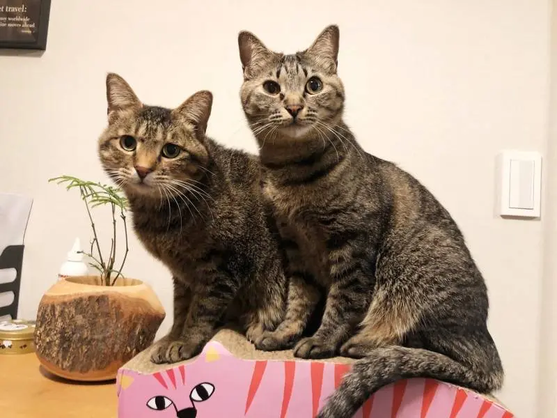 猫型の爪研ぎに2匹仲良く乗っている雑種猫・がんくんとサンちゃん