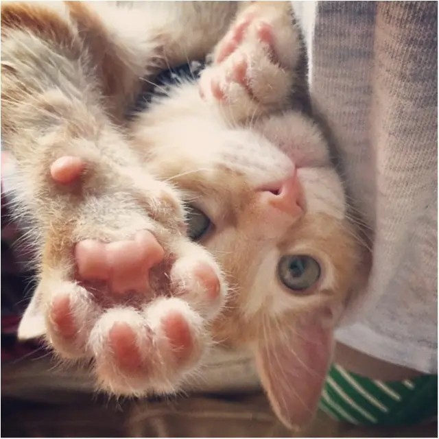 【今日のにゃんこ】ぼく強いんだから! ぽぽくんの猫パンチがさく裂★_1