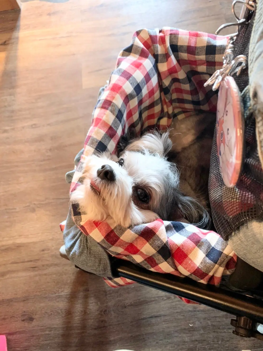 チワワとマルチーズのミックス犬・太郎君がカートに乗っている様子