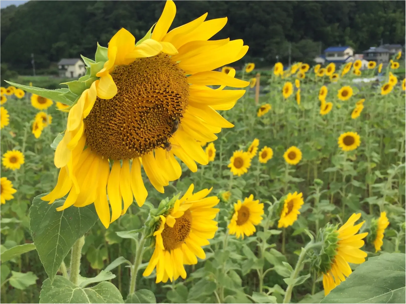 夏だ!8月だ!満開のひまわり畑へ!_5