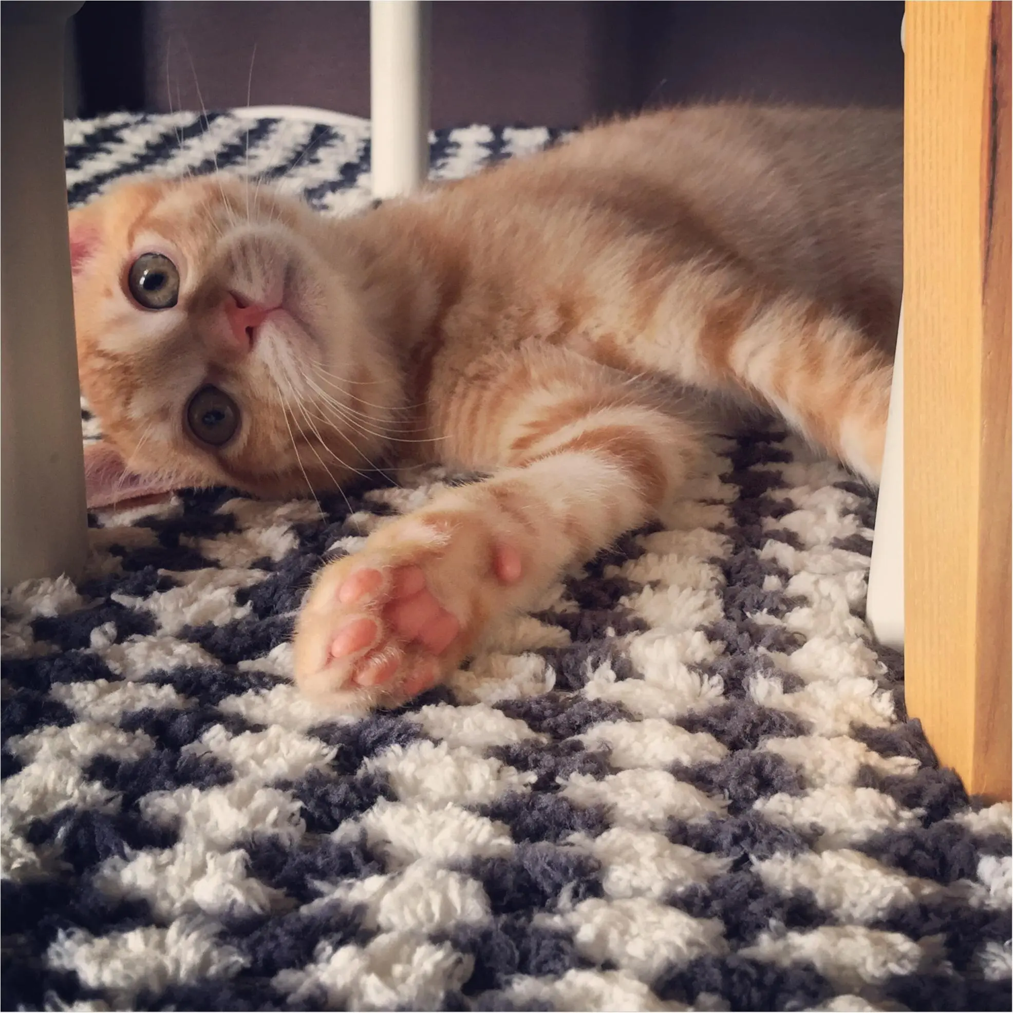 【今日のにゃんこ】子猫のぽぽくんは、かくれんぼに夢中♡_1