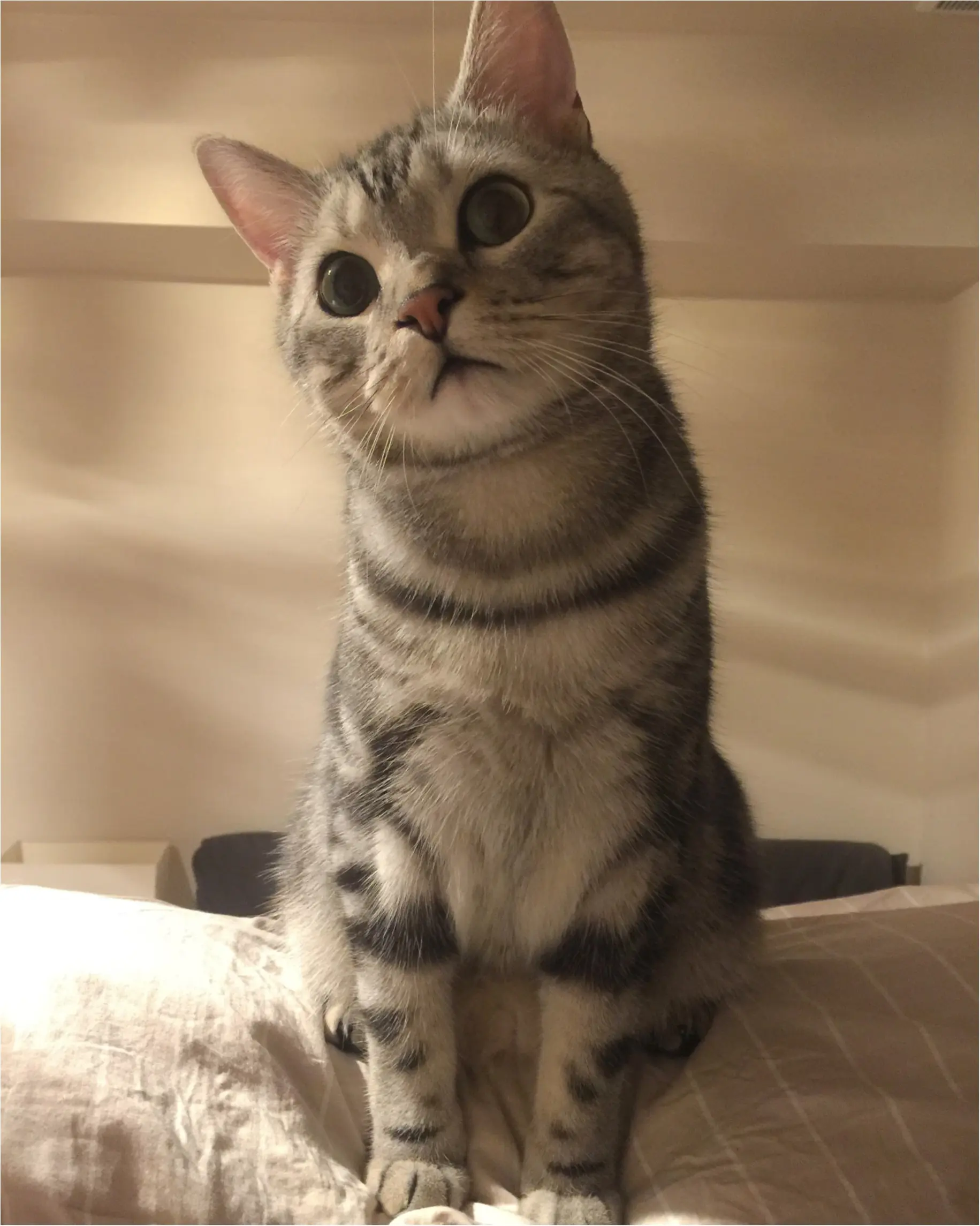 【今日のにゃんこ】そろそろ寝ないの? アランくんは夜更かしママが心配!_1