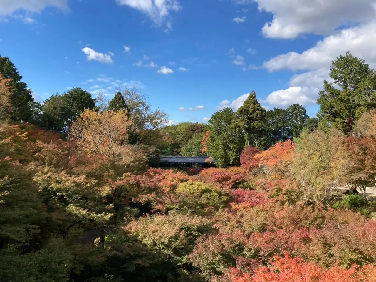 『東福寺』の紅葉