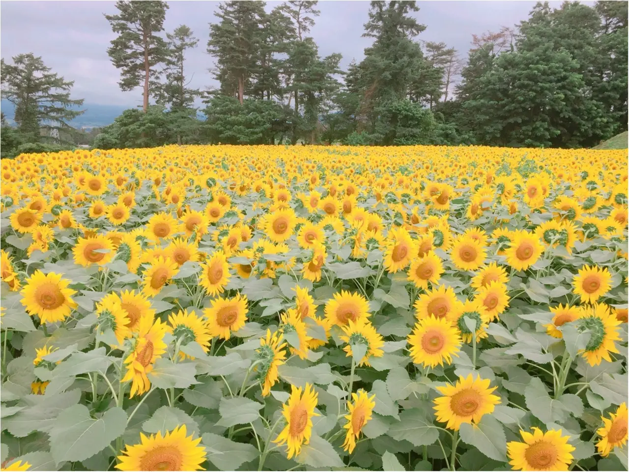 ひまわり畑!信玄餅!桃狩り!日帰りバスツアーで山梨の夏をまるっと満喫!!_2