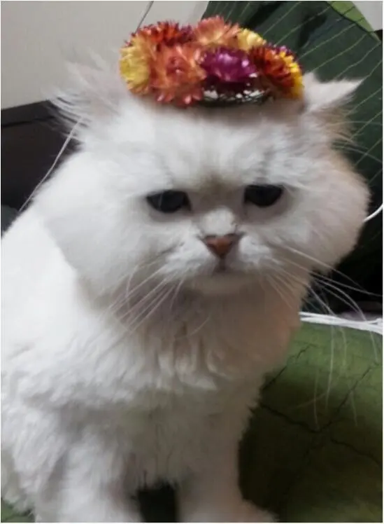 本日のにゃんこ トラくん チンチラ_1
