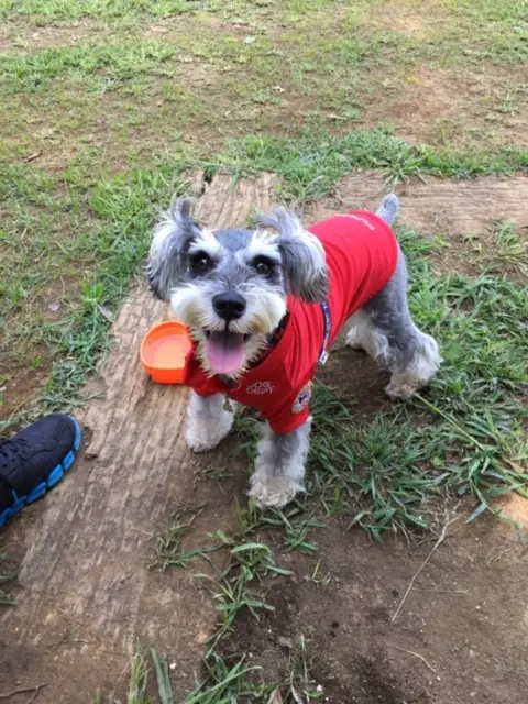 【今日のわんこ】広々とした公園に、嬉しそうなサクラちゃん♡_1