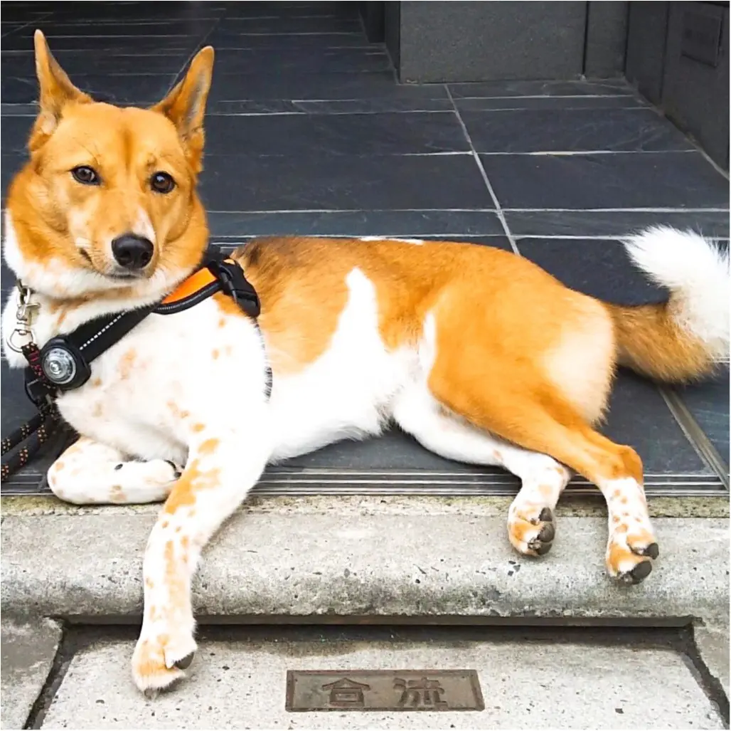 【今日のわんこ】おうちの前で、褒めてもらうのを待ってるこだまちゃん♡_1