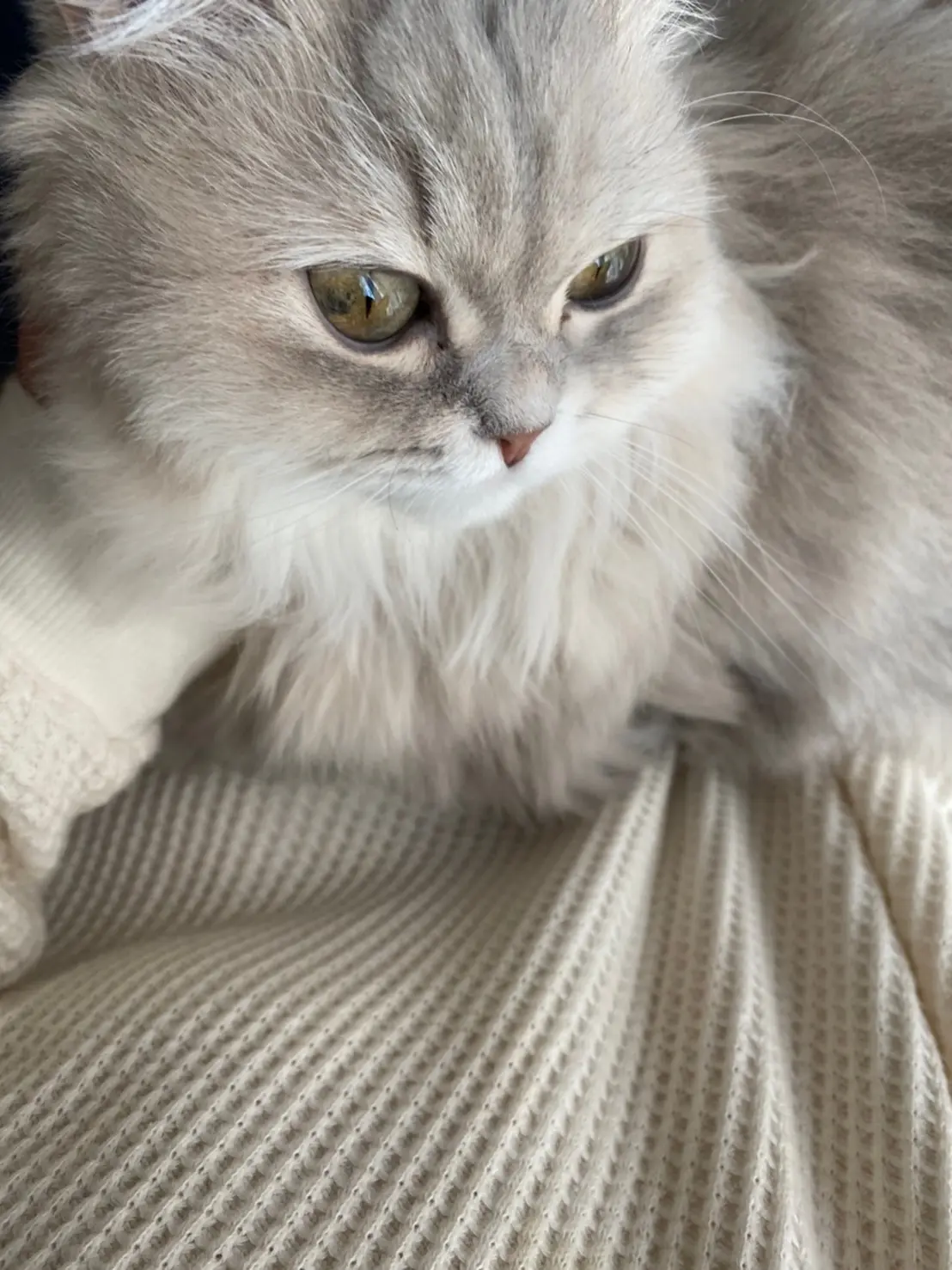 ベッドの上でアンニュイな表情をみせる猫・ココンちゃん